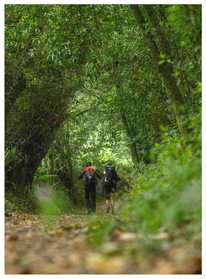 Peregrinos caminando entre árboles